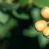 Cotoneaster franchetti var. sternianus, fruit
