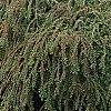 Cotoneaster 'Hessei', habit