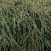 Cotoneaster 'Hessei', habit