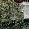 Cotoneaster 'Hessei', habit