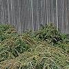 Cotoneaster 'Hessei', habit