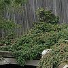 Cotoneaster 'Hessei', habit