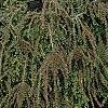 Cotoneaster 'Hessei', habit