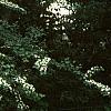 Cotoneaster multiflorus, habit