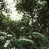 Cotoneaster multiflorus, habit
