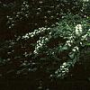 Cotoneaster multiflorus, habit