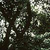 Cotoneaster multiflorus, habit