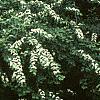 Cotoneaster multiflorus, habit