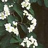 Cotoneaster multiflorus, flowers