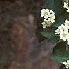 Cotoneaster multiflorus, flowers