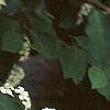 Cotoneaster multiflorus, flowers