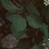 Cotoneaster multiflorus, flowers