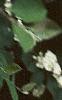 Cotoneaster multiflorus, flowers