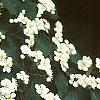 Cotoneaster multiflorus, flowers