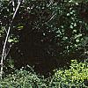 Cotoneaster salicifolia, habit