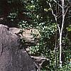 Cotoneaster salicifolia, habit