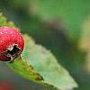Crataegus mollis, fruit