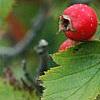 Crataegus mollis, fruit