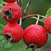 Crataegus mollis, fruit