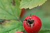 Crataegus mollis, fruit