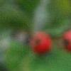 Crataegus mollis, fruit
