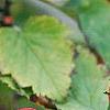 Crataegus mollis, fruit