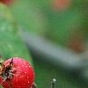 Crataegus mollis, fruit