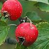 Crataegus mollis, fruit