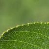 Crataegus crusgalli, leaves