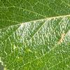 Crataegus crusgalli, leaves
