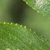 Crataegus crusgalli, leaves
