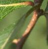 Crataegus crusgalli, leaves
