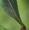Crataegus crusgalli, leaves