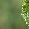 Crataegus crusgalli, leaves