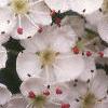 Crataegus crusgalli, flowers