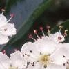 Crataegus crusgalli, flowers