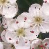Crataegus crusgalli, flowers