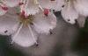 Crataegus crusgalli, flowers