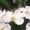 Crataegus crusgalli, flowers