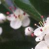 Crataegus crusgalli, flowers