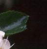 Crataegus crusgalli, flowers