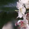Crataegus crusgalli, flowers