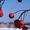 Crataegus crusgalli, fruit