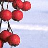 Crataegus crusgalli, fruit
