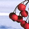 Crataegus crusgalli, fruit