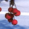 Crataegus crusgalli, fruit