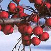 Crataegus crusgalli, fruit