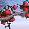 Crataegus crusgalli, fruit