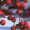 Crataegus crusgalli, fruit