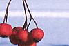 Crataegus crusgalli, fruit